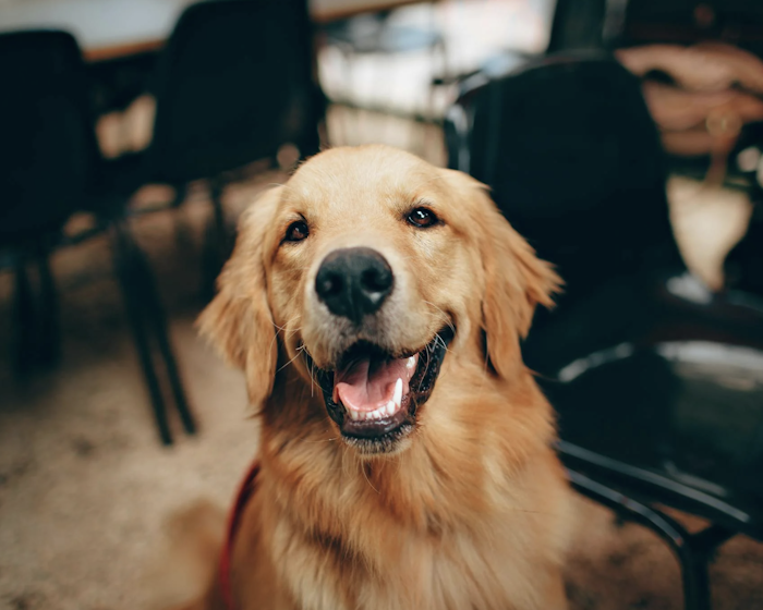 Dog Friendly