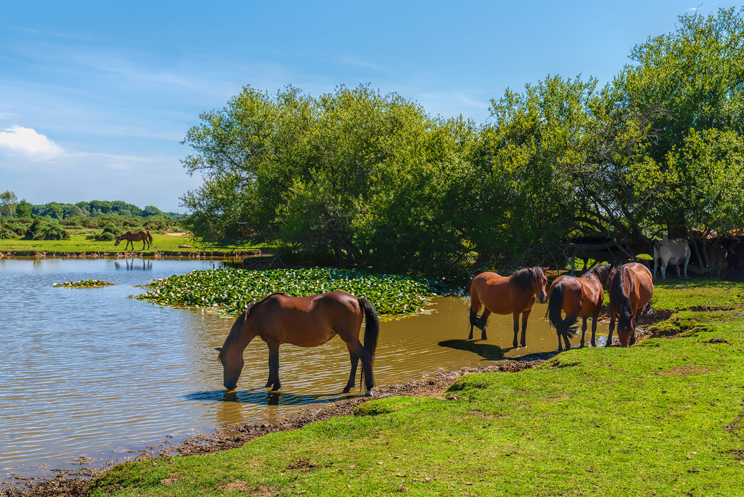 White New Forest Pony in the rain almost hidden by heather