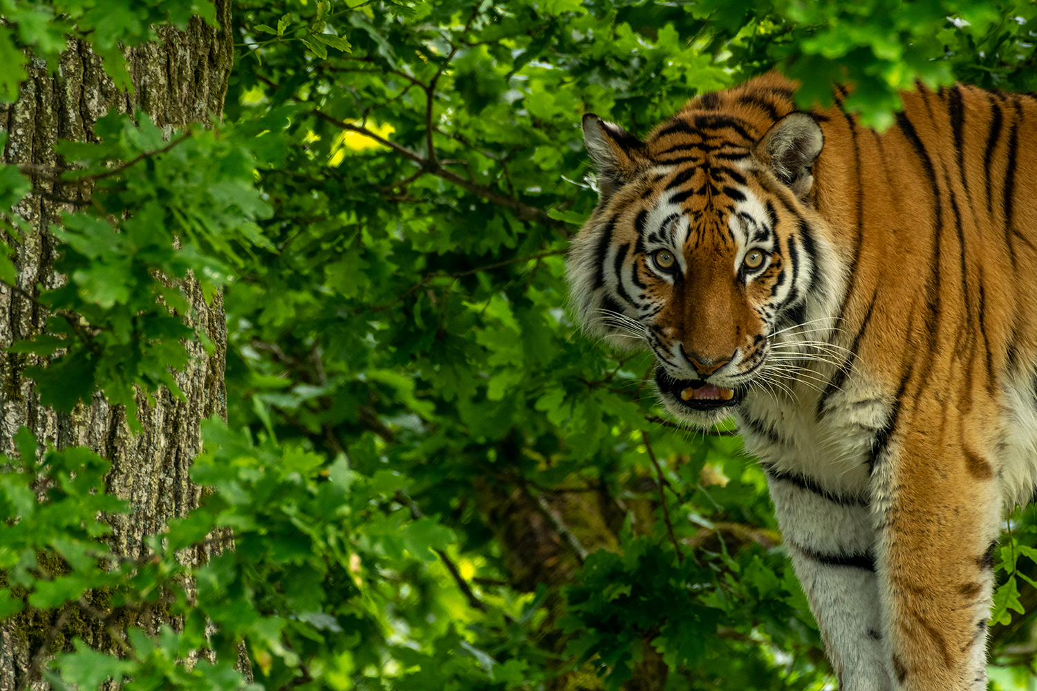 Tiger, South Lakes Safari Zoo