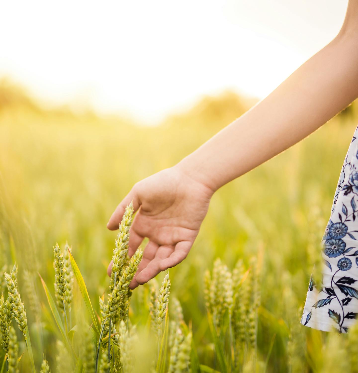 someone is holding a plant in a field of tall grass