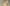 Giotto, "San Francesco rinuncia ai beni paterni", scena delle "Storie di san Francesco", 1317-1325, affresco. Firenze, Santa Croce, transetto destro, cappella Bardi
