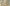 Giotto, “San Francesco predica davanti al sultano (Prova del fuoco)", scena delle "Storie di san Francesco", 1317-1325, affresco. Firenze, Santa Croce, transetto destro, cappella Bardi