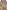 Giotto, “Simboli degli Evangelisti” (volta), “Otto busti di profeti” (archivolto), 1310-1311 circa, pittura murale. Firenze, Santa Croce, transetto destro, cappella Peruzzi