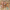 Agnolo Gaddi, “Il ritrovamento dell'albero di Set“, particolare della "Leggenda della Vera Croce", 1380-1390, affresco. Firenze, Santa Croce, navata centrale, cappella Maggiore
