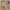 Giotto, “San Francesco riceve le stimmate”, scena delle “Storie di san Francesco”, 1317-1321 circa, affresco. Firenze, Santa Croce, transetto destro, sopra l’arco d’ingresso della cappella Bardi