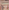 Taddeo Gaddi, "San Ludovico di Tolosa serve a mensa i poveri", scena dell' “Albero della Vita e Ultima Cena”, 1345-1350 circa, affresco staccato. Firenze, Santa Croce, Cenacolo