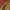 Sebastiano Mainardi (?), “Cherubino”, particolare della “Incoronazione della Vergine tra angeli e santi (Polittico Baroncelli)", dopo il 1328, tempera su tavola. Firenze, Santa Croce, transetto destro, cappella Baroncelli