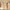 Giotto, “Conferma della Regola francescana", particolare delle "Storie di san Francesco", 1317-1321 circa, affresco. Firenze, Santa Croce, transetto destro, cappella Bardi