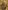 Giovanni del Biondo, “San Francesco sposa madonna Povertà”, particolare del “Polittico Rinuccini”, 1379, tempera su tavola. Firenze, Santa Croce, sagrestia, cappella Rinuccini