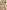Giotto, “Obbedienza; Povertà; Castità; figura frammentaria” (volta), “Otto busti di santi” (archivolto), 1317-1325, affresco. Firenze, Santa Croce, transetto destro, cappella Bardi