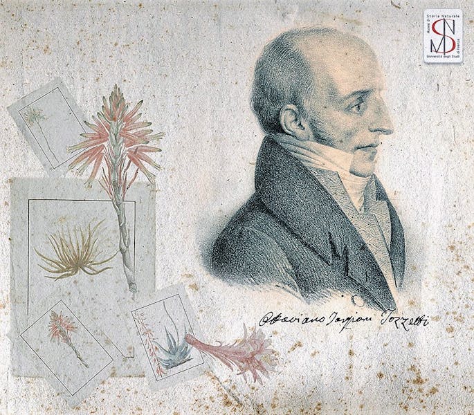 Ritratto di Ottaviano Targioni Tozzetti (elaborazione grafica Museo Galileo)
