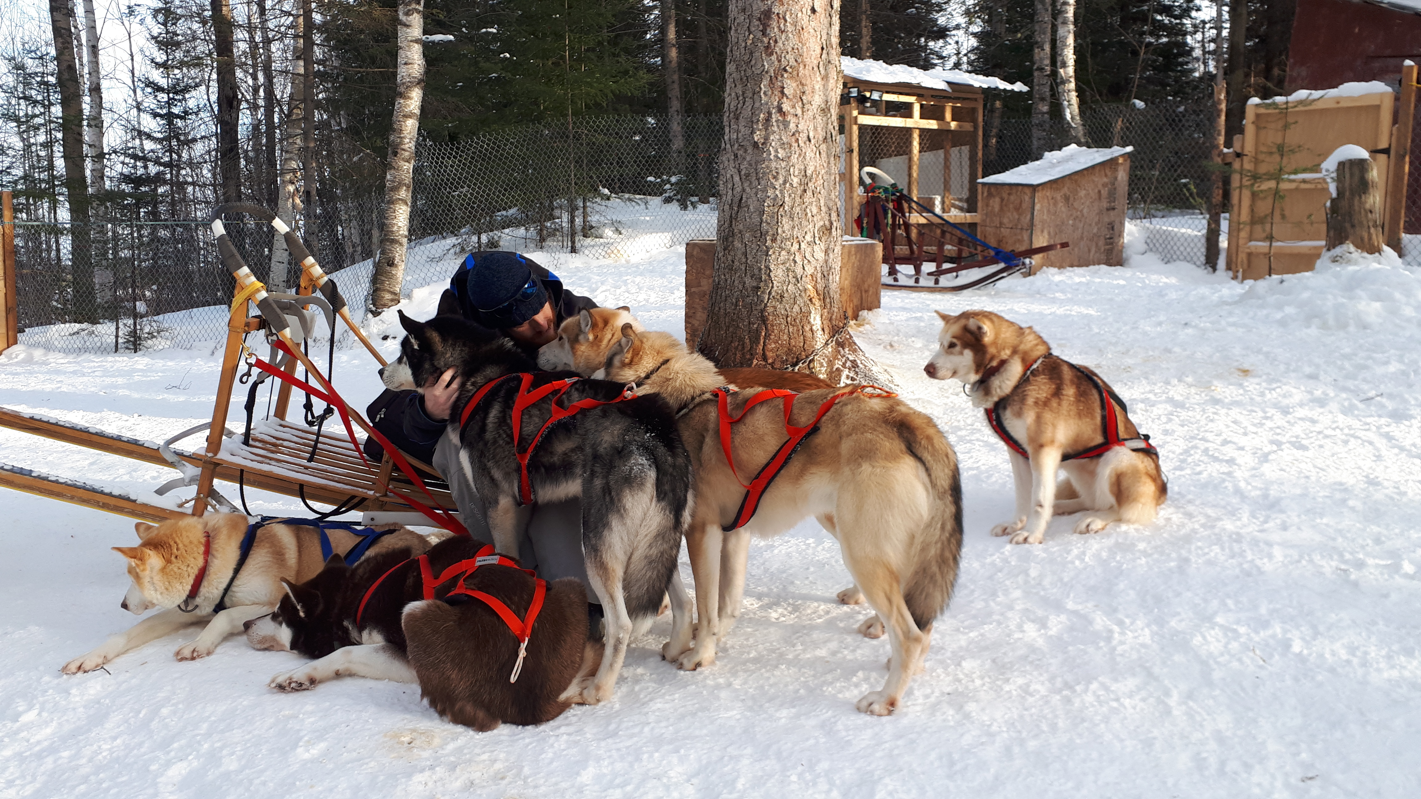 Dog sledding quinox Aventure quinox Aventure