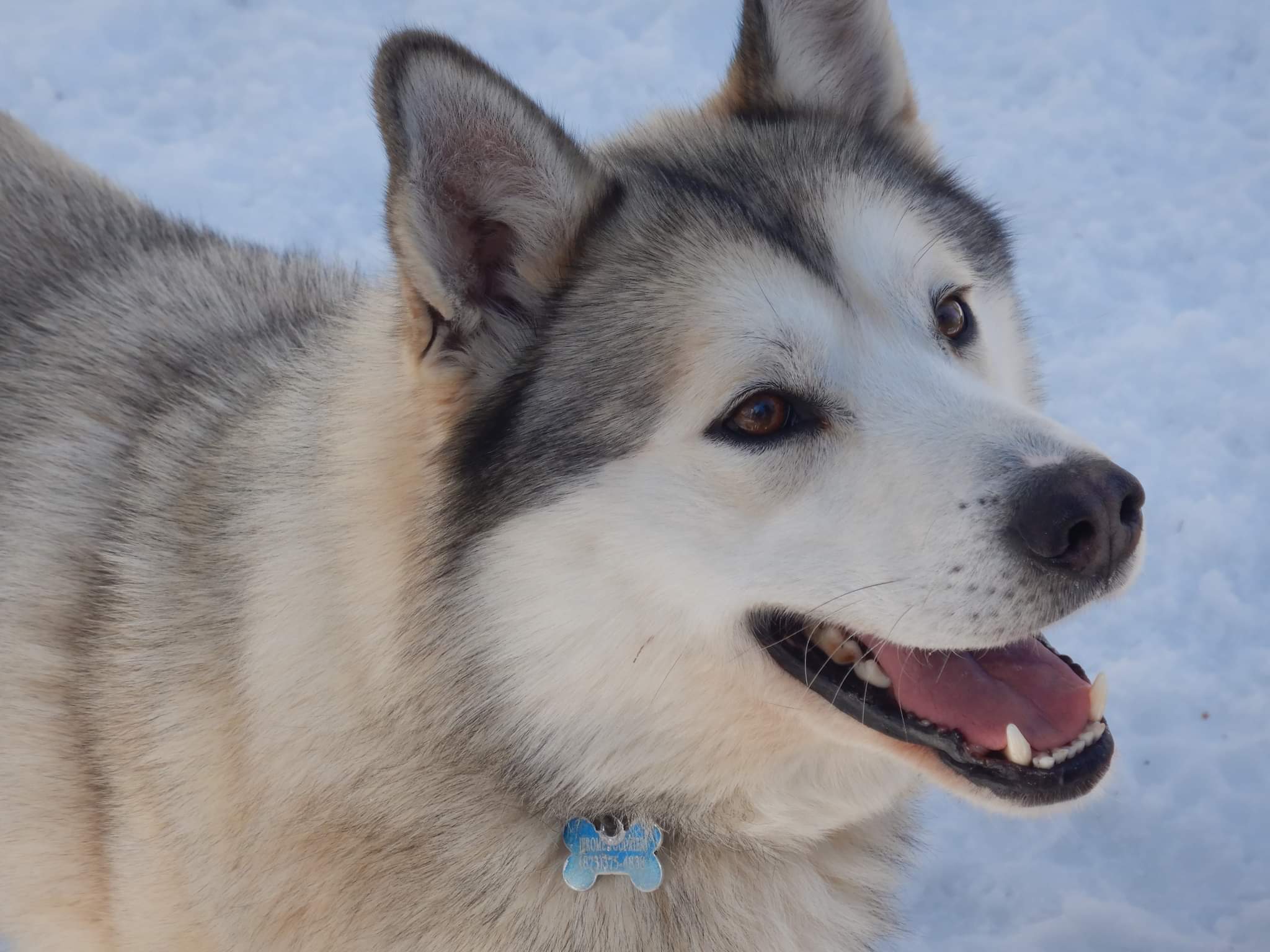 Balade en traineau à chien au Lac St Jean (3h)