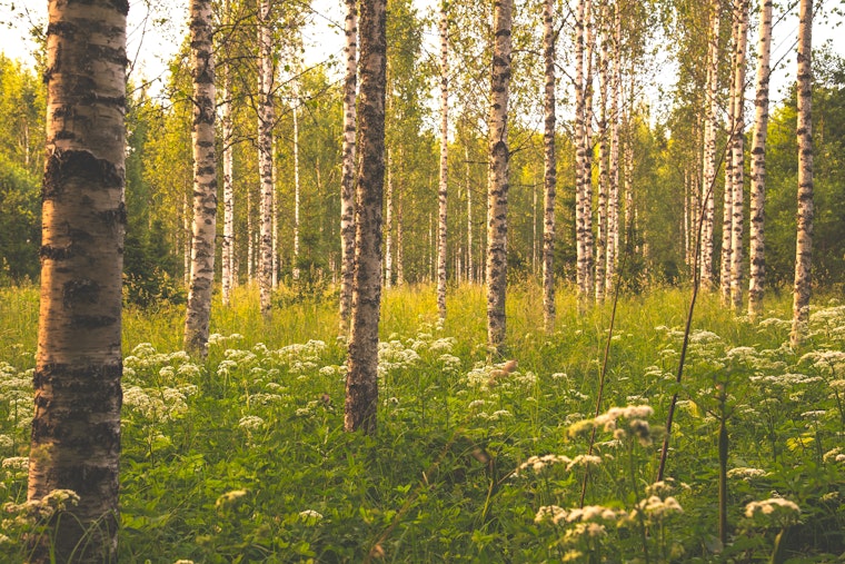 Kesäinen koivumetsä
