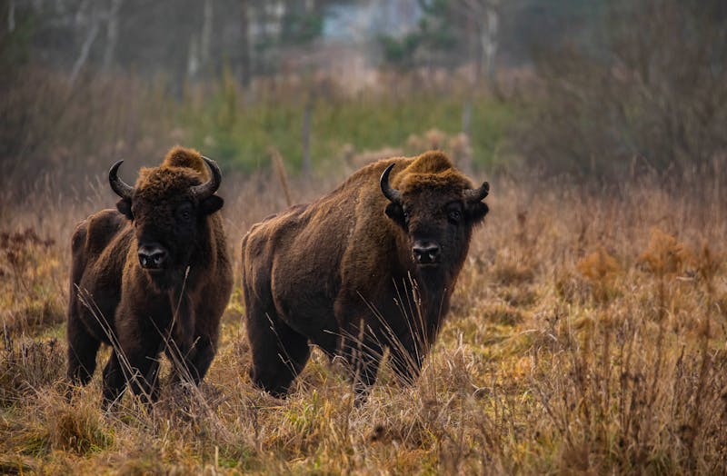 Bisons in Białowieża National Park