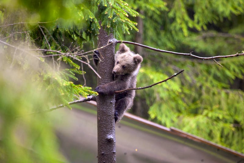 Bear cub in a tree