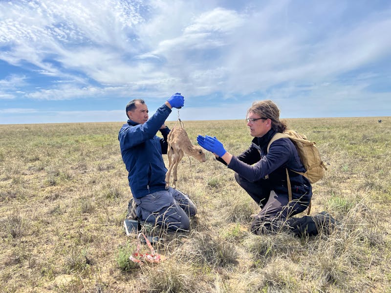 Steffen Zuther und sein Kollege wiegen eine Saiga-Antilope