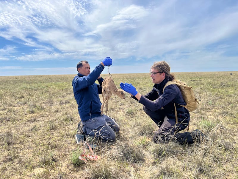 Steffen Zuther and his colleague weigh a saiga antelope 