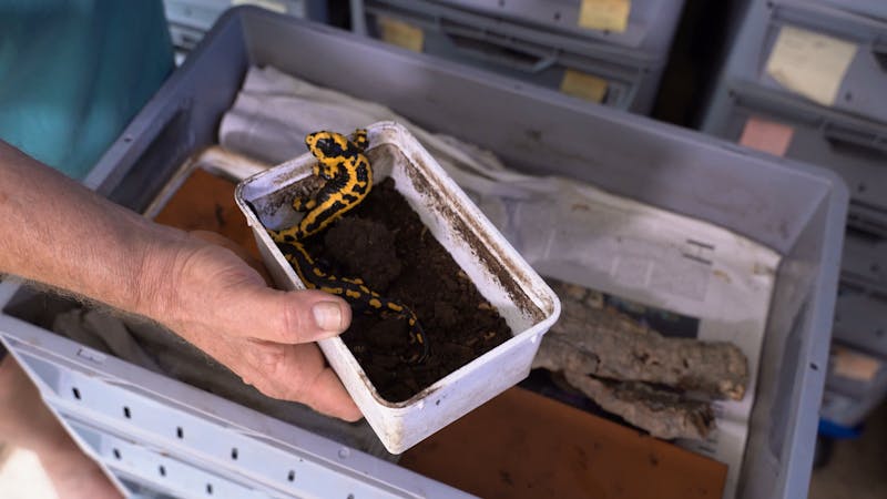 Raising a fire salamander (c) Leendert de Jong