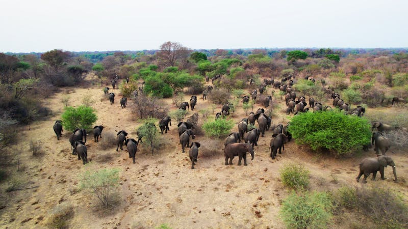 Elephants from south-western Zambia migrate into the Zambezi River