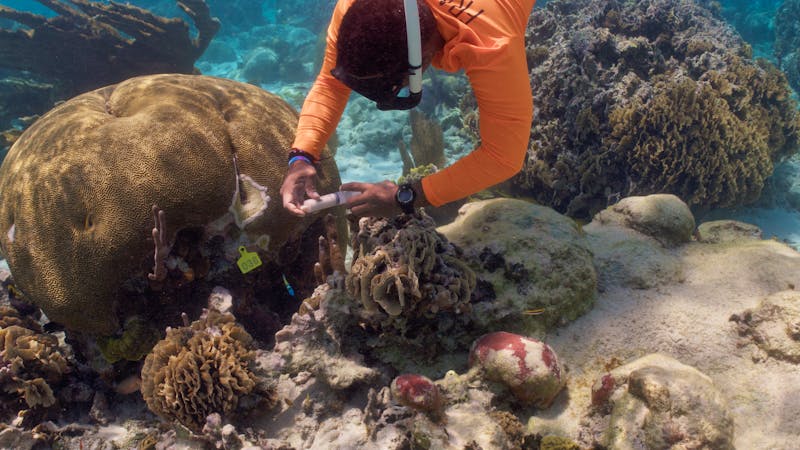 Korallen werden gegen Krankheiten behandelt