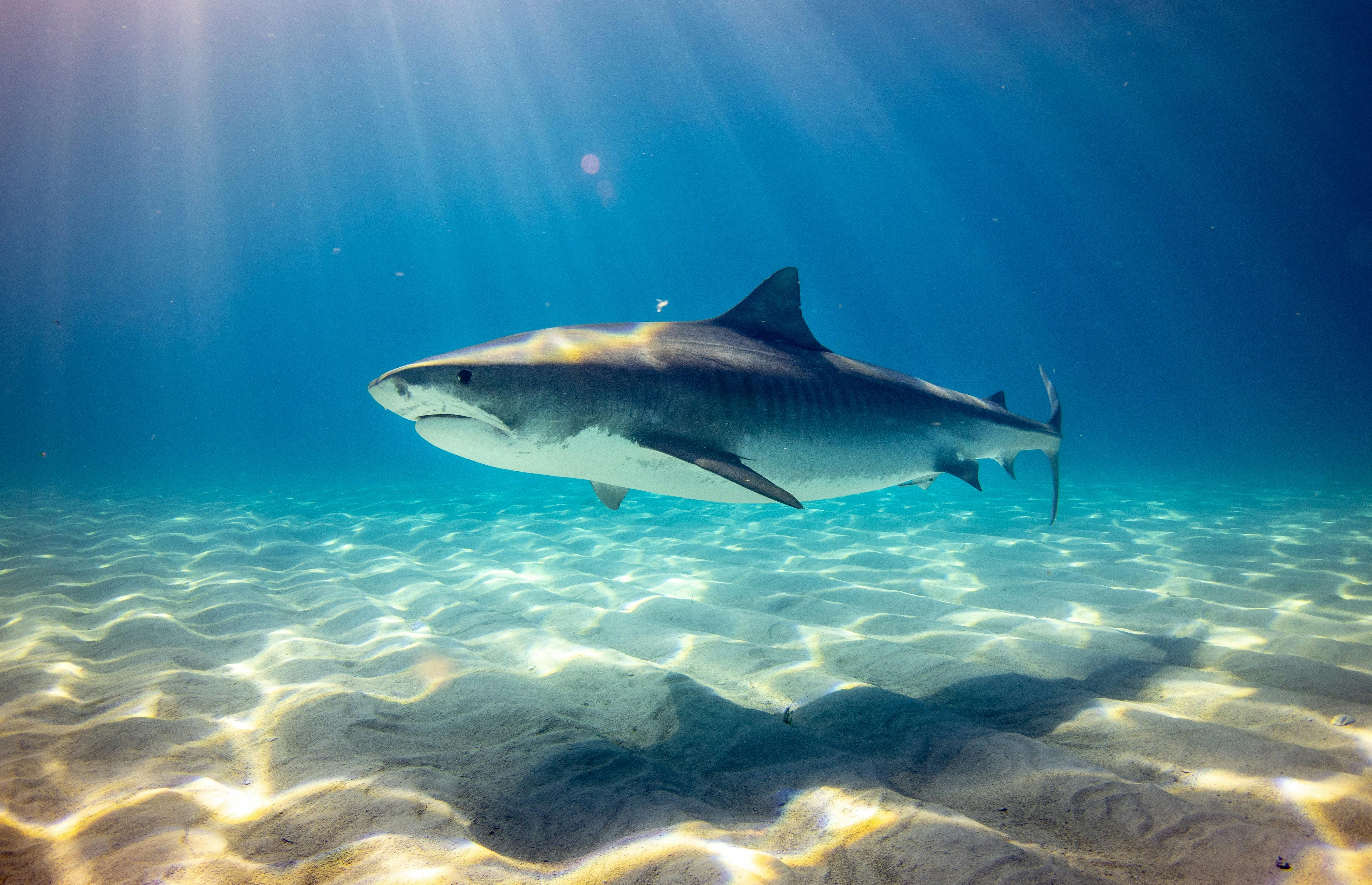 Implicazioni e tendenze dell'industria degli squali