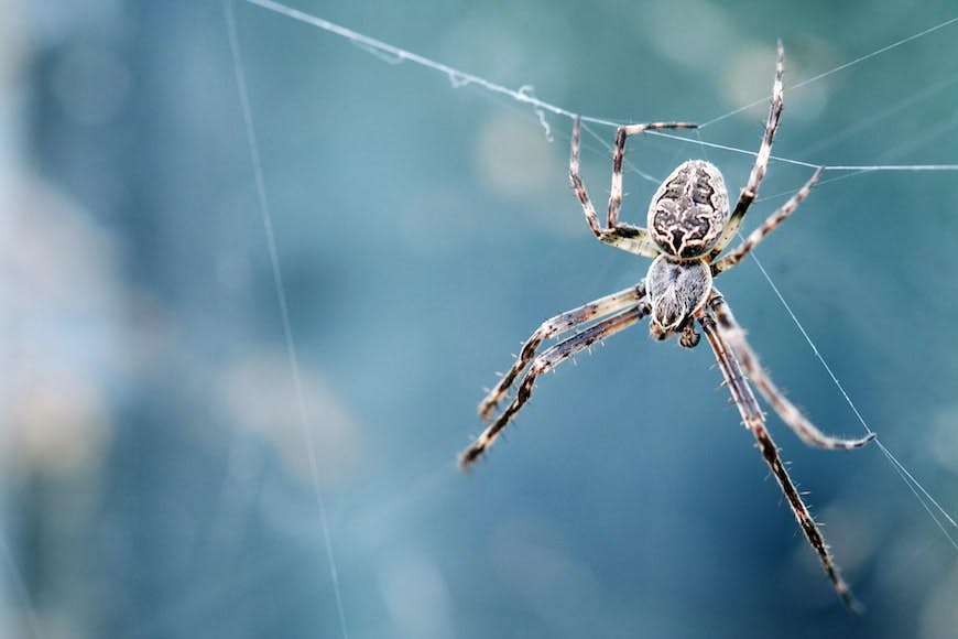 Come tenere i ragni lontani da casa con gli oli essenziali