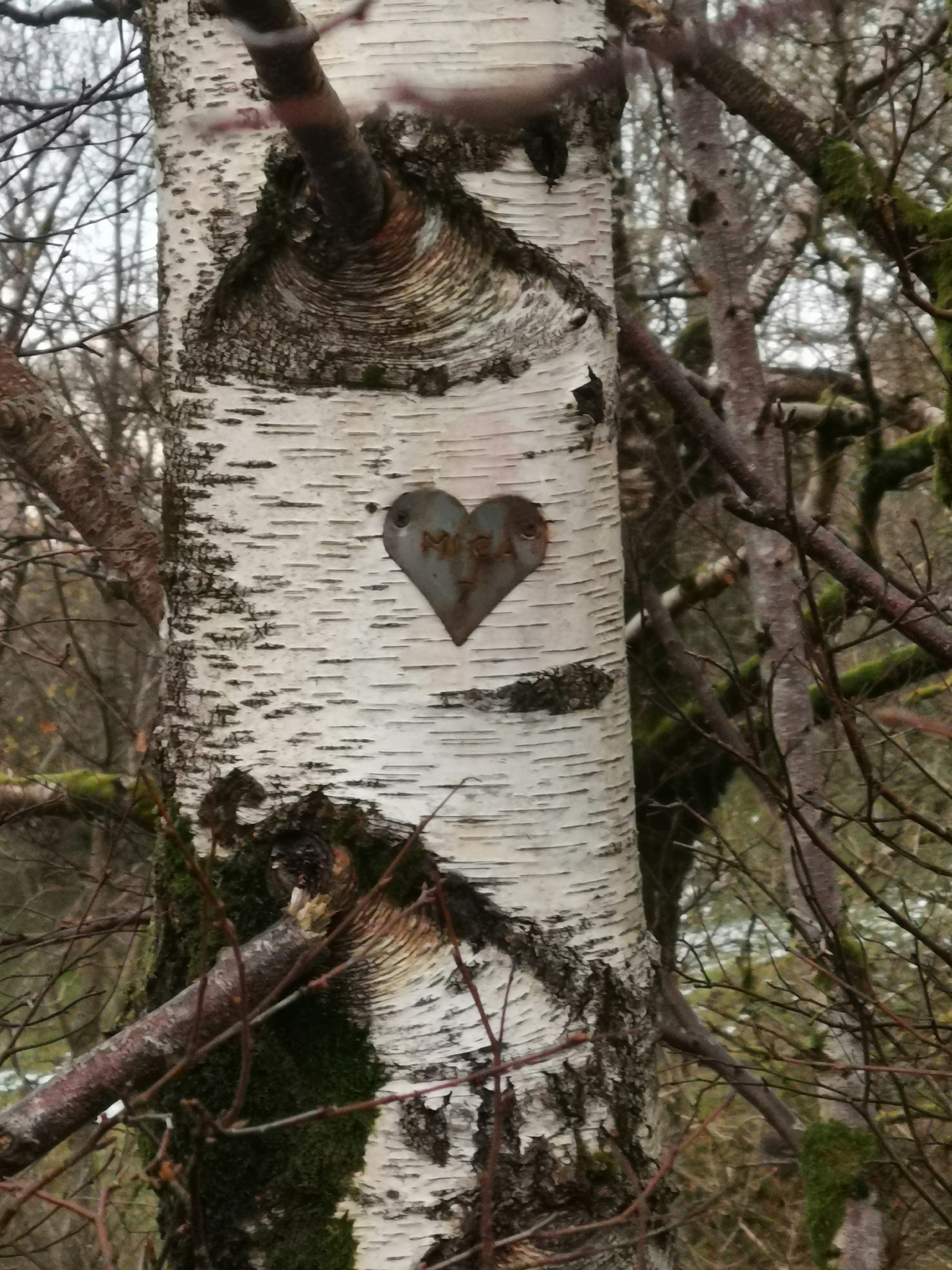 MICA heart on a tree