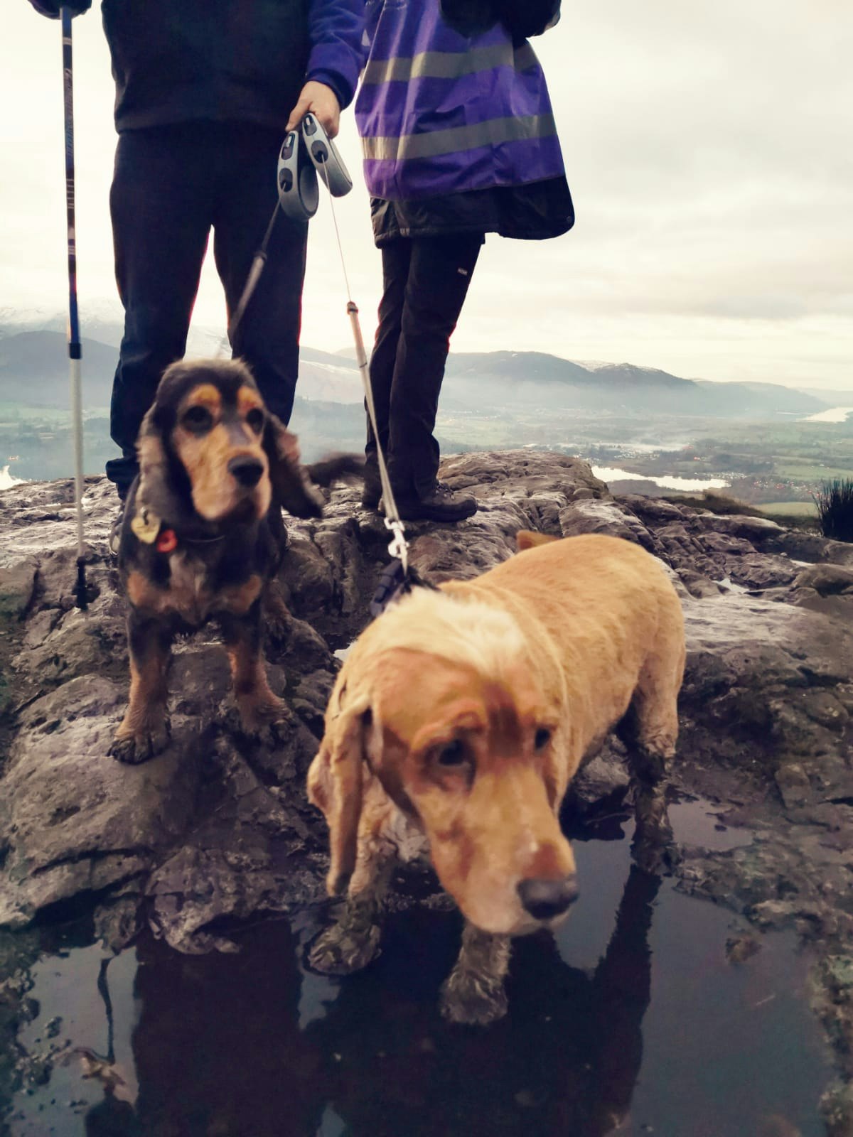 Two dogs standing in a puddle at the top of a hill