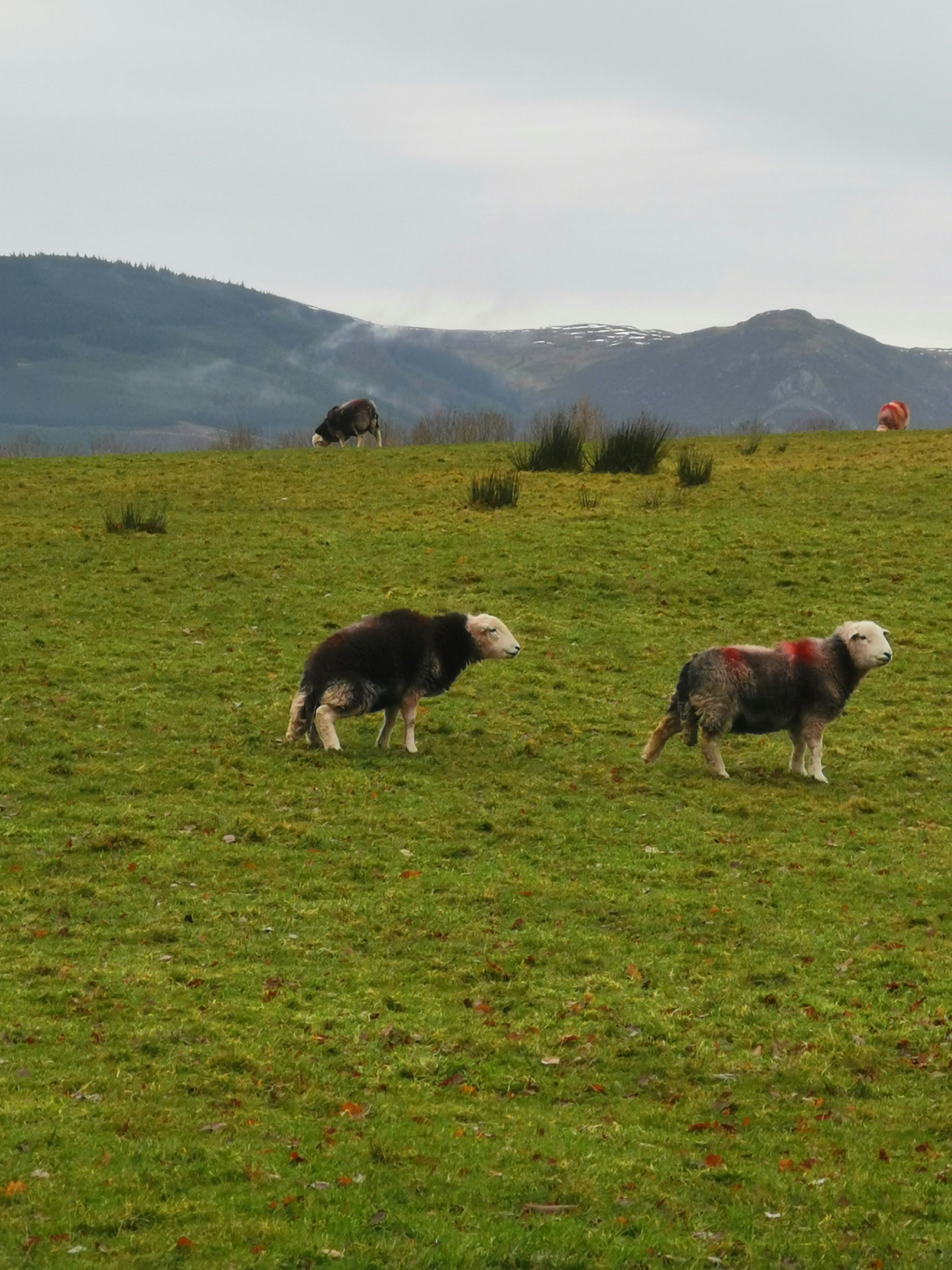 Herdies in Hope Park