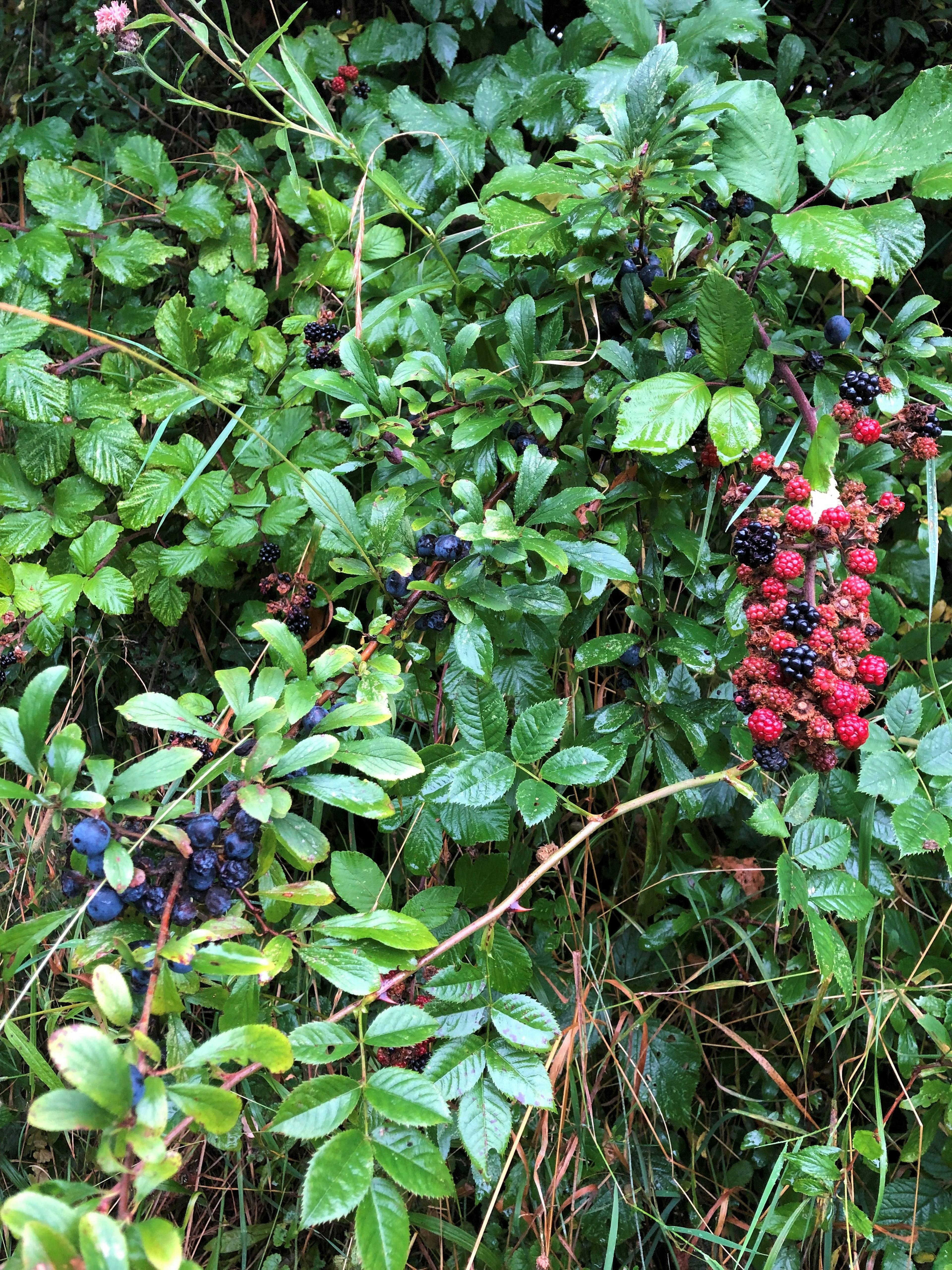 berry
