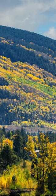 Narrow image of a forest landscape