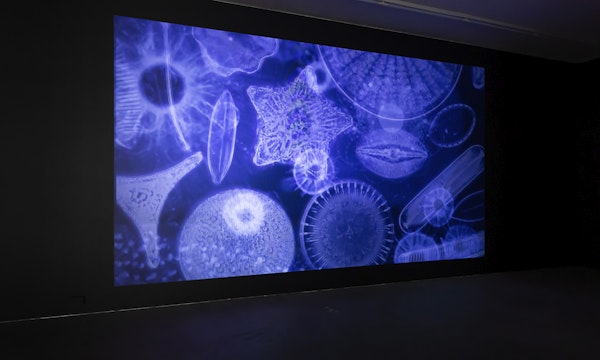 Installation view of Octopus 22: Baroquetopus curated by Tessa Laird, featuring work by Sebastian Wiedemann, presented at Gertrude Contemporary 2022. Photo: Christian Capurro.