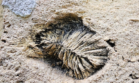 Alex Pittendrigh,  Field research, Chenaud, 2024. Photo by Alex Pittendrigh