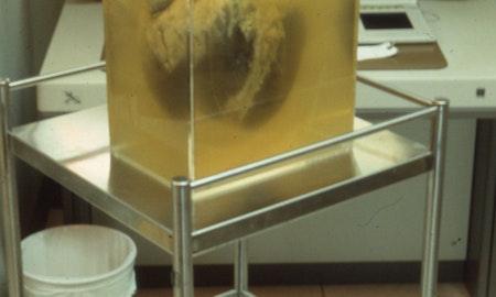 Fitz Rahmann, Phar Lap's Heart, 1990, 200 Gertrude Street, Fitzroy, Naarm Melbourne