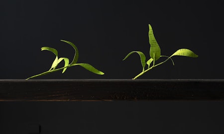 Jenna Lee, Burn before reading (detail), 2025, installation view, pages of Aboriginal Words and Place Names, calligraphy ink, florist wire, glue, Burn Before Reading, Gertrude Glasshouse, Naarm Melbourne, 2025, image courtesy of the artist and MARS Gallery, Naarm Melbourne © the artist, photograph: Christian Capurro