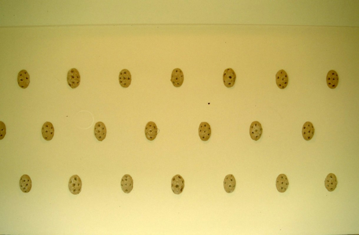 Installation view of Sue Pedley, the interdial zone, 1991. Photo courtesy of Gertrude Archive.