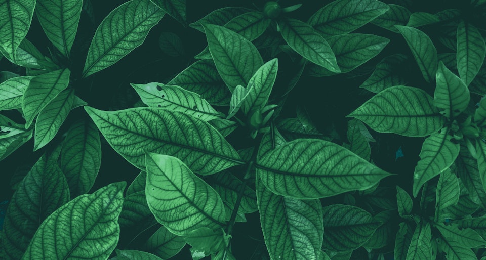 Logical databases for Scalingo MongoDB