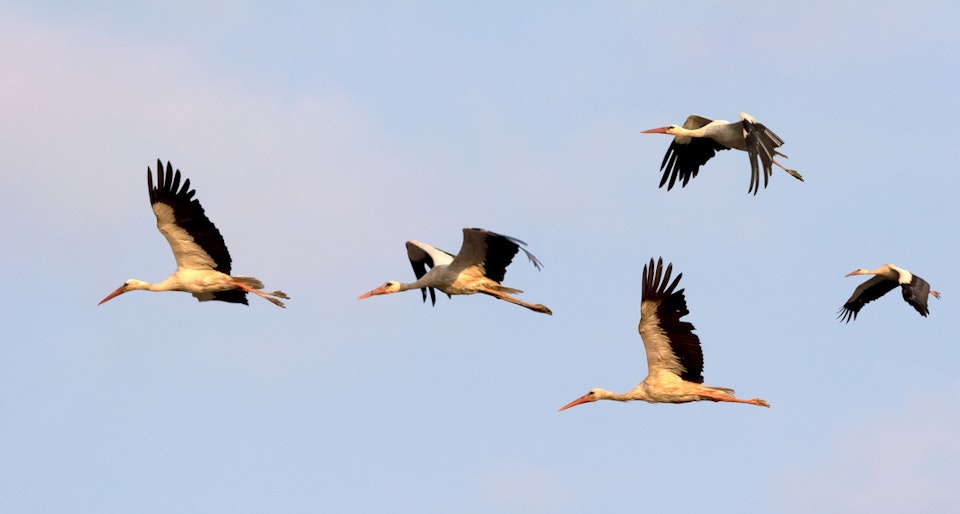 Project Storky: Automate App And Data Migration Between Regions