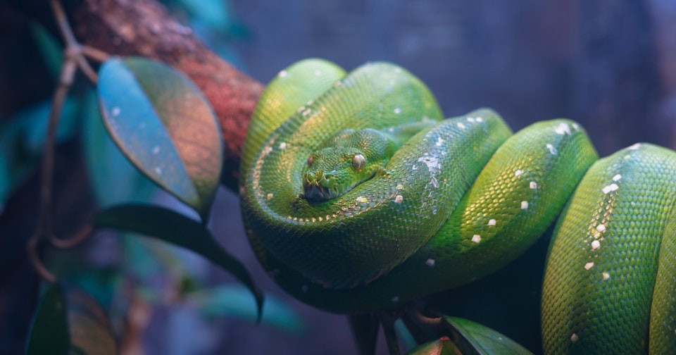 Python 3.7 now available on Scalingo