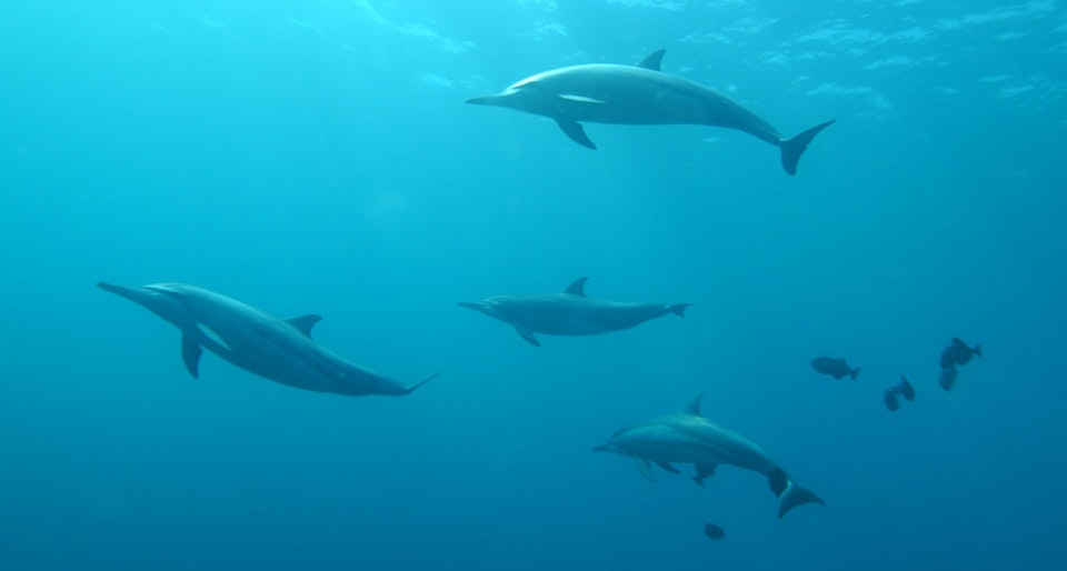 SQL mode and logical databases for Scalingo MySQL