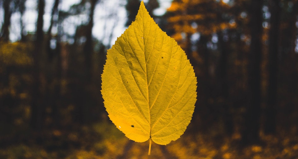 Now available on Scalingo - MongoDB 4.0