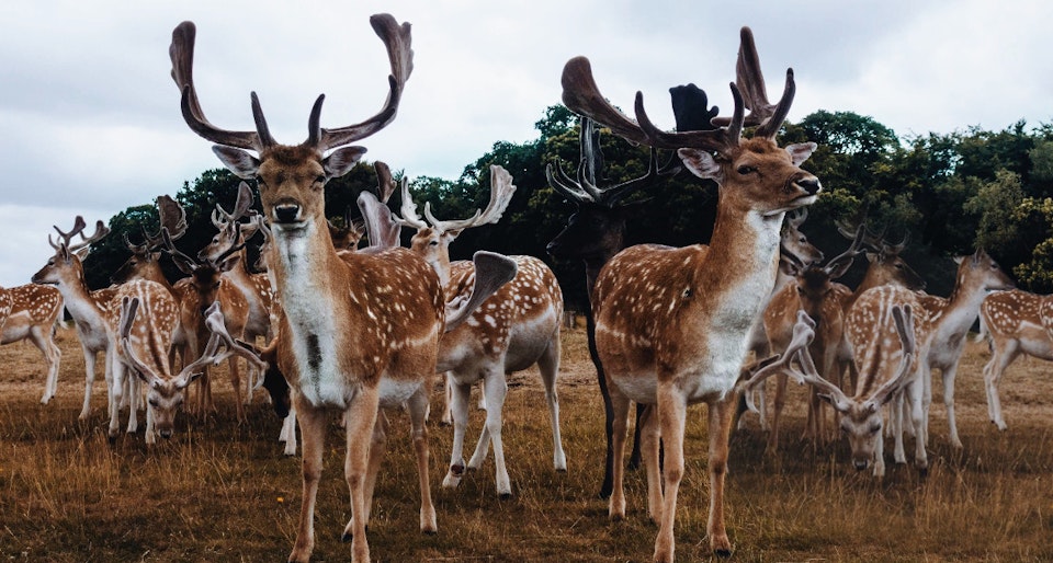 Running the ELK Stack on Scalingo