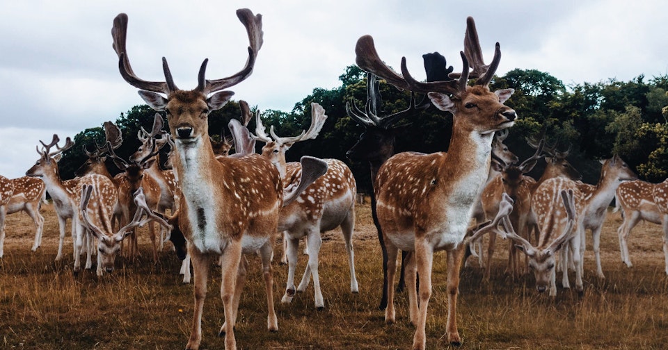 Running the ELK Stack on Scalingo
