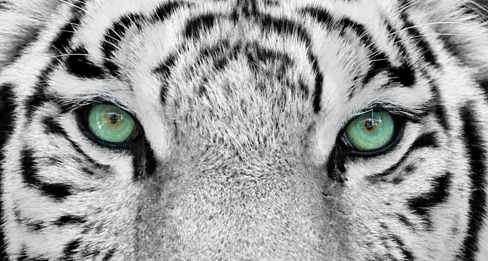 Mongo 3.2 is now available, WiredTiger and one-click upgrade included