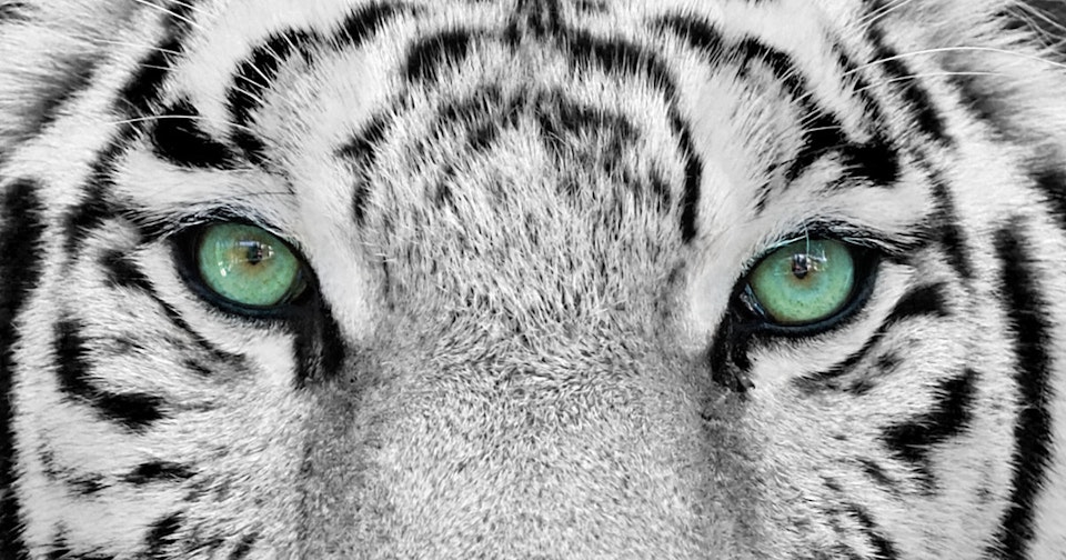 Mongo 3.2 is now available, WiredTiger and one-click upgrade included