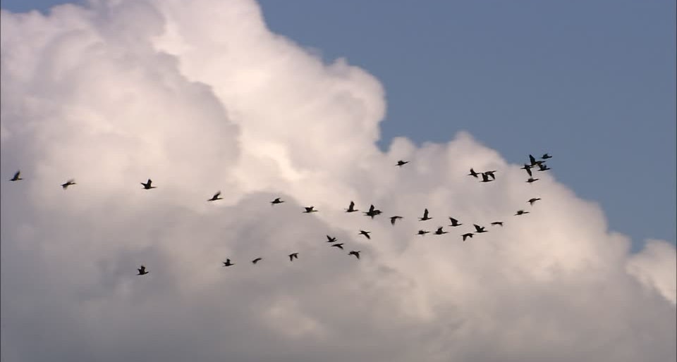 heroku2scalingo: migrate from Heroku to Scalingo in a minute