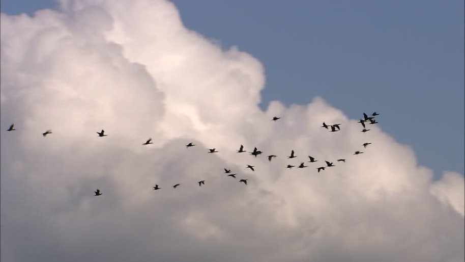 heroku2scalingo: migrate from Heroku to Scalingo in a minute
