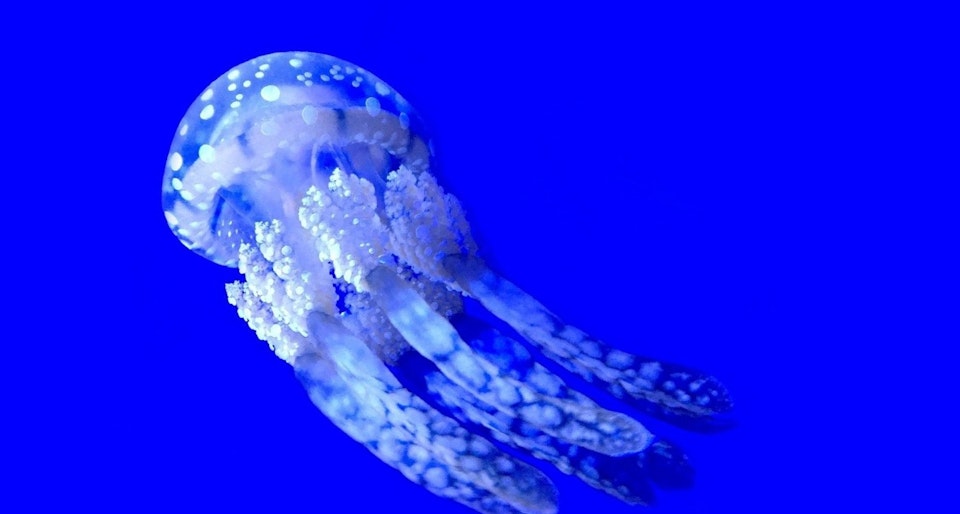 New Stack scalingo-22