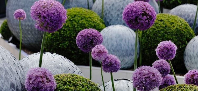 Alliums at the Chelsea Flower Show